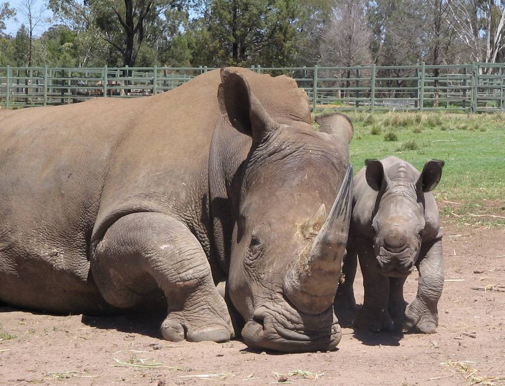 Baby white rhino