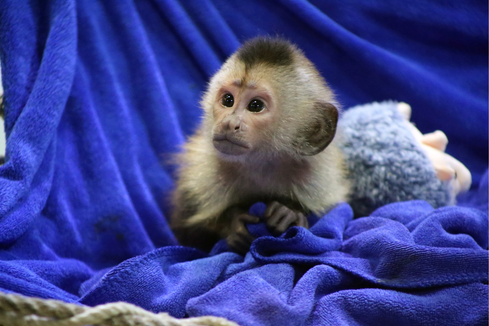 Baby White-throated Capuchin