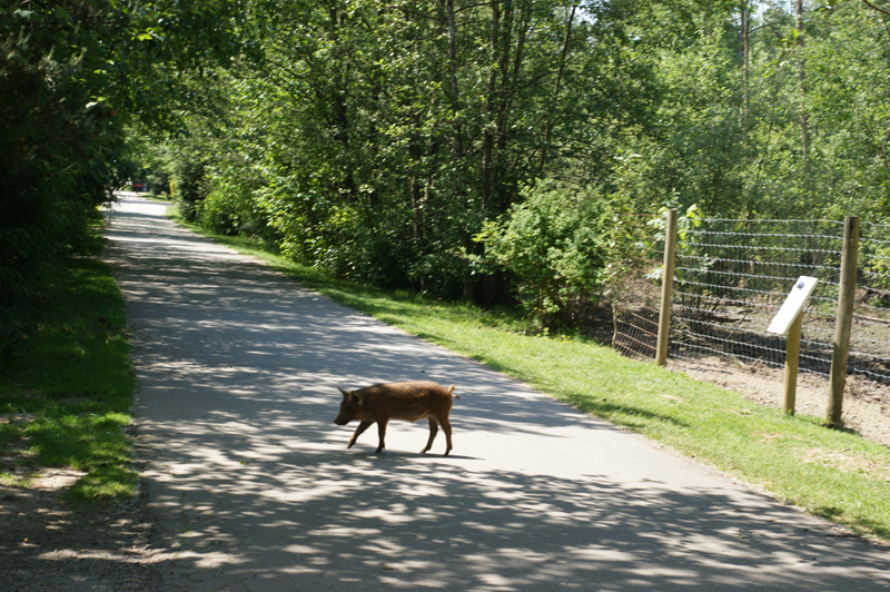 baby Wild Boar strolls around the street