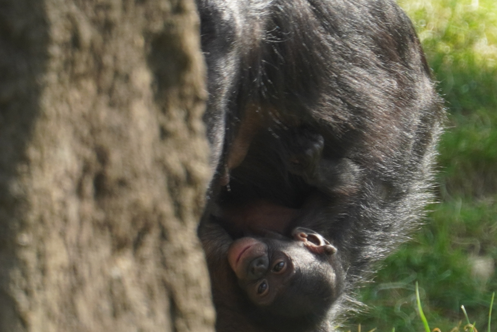 Baby “Winstel”, Bonobo