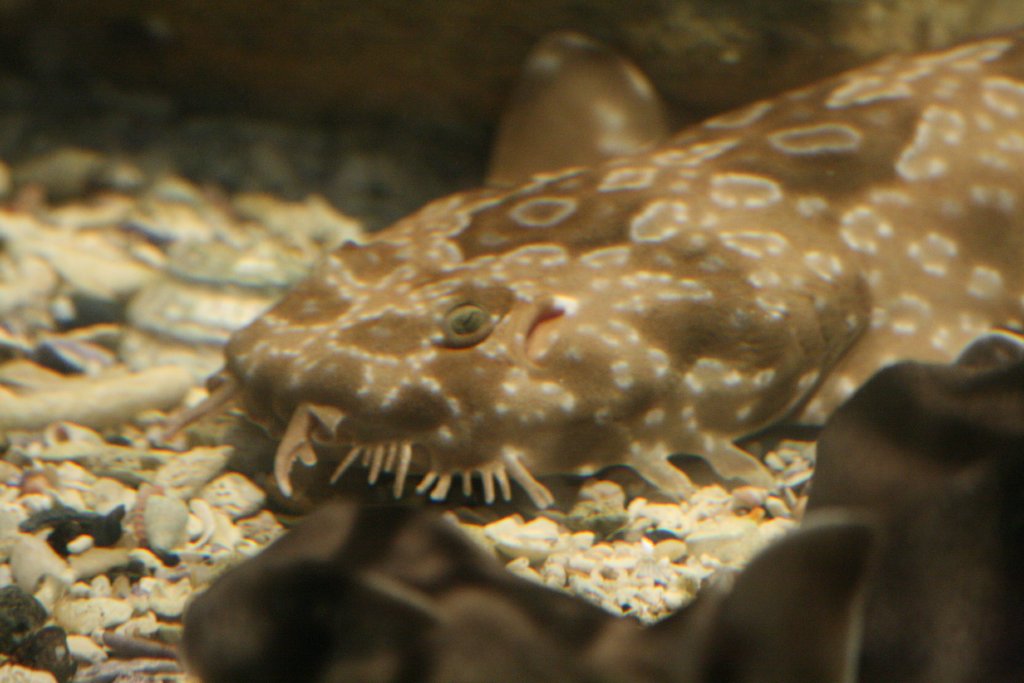 Baby Wobbegong