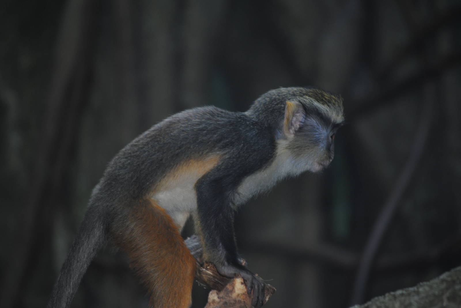 Baby Wolf's Guenon