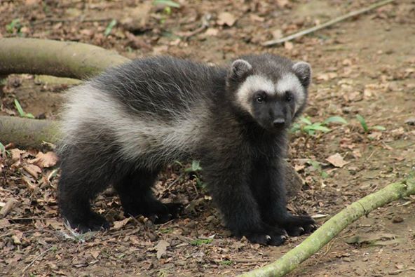 Baby Wolverine - April 2015