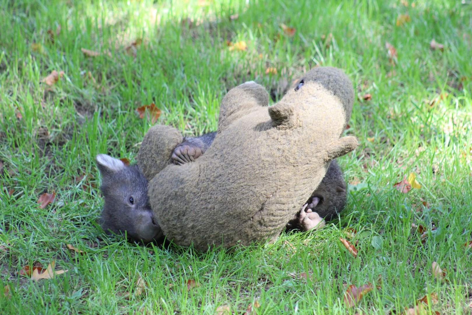 Baby Wombat Cuddling Stuffed Toy