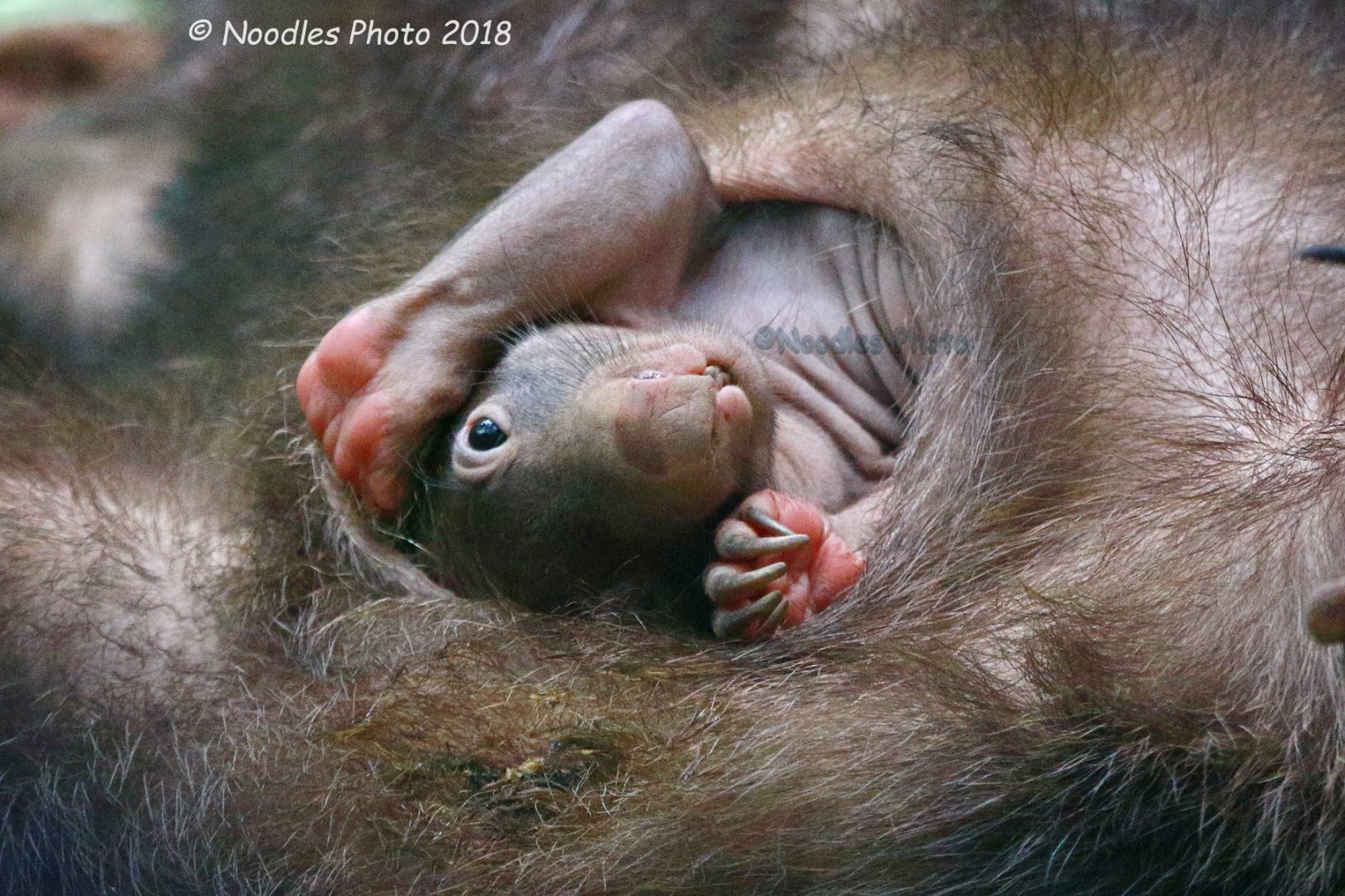 Baby Wombat