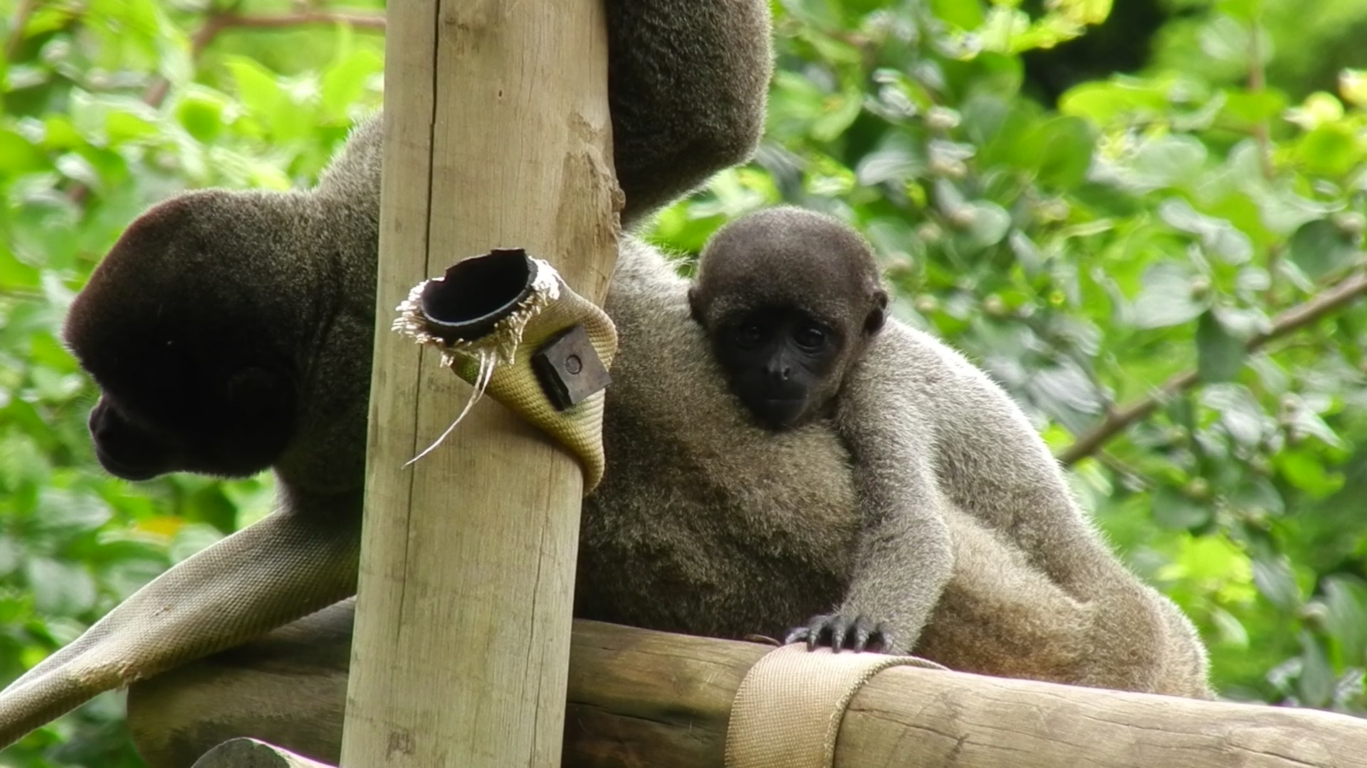 Baby wooly monkey and mum - Belo Horizonte zoo