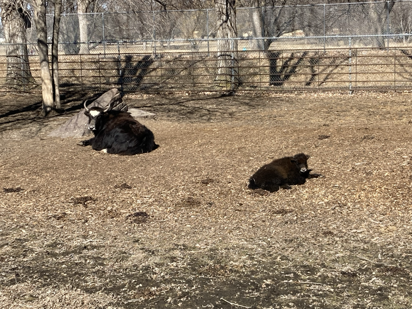 Baby Yak with Mother