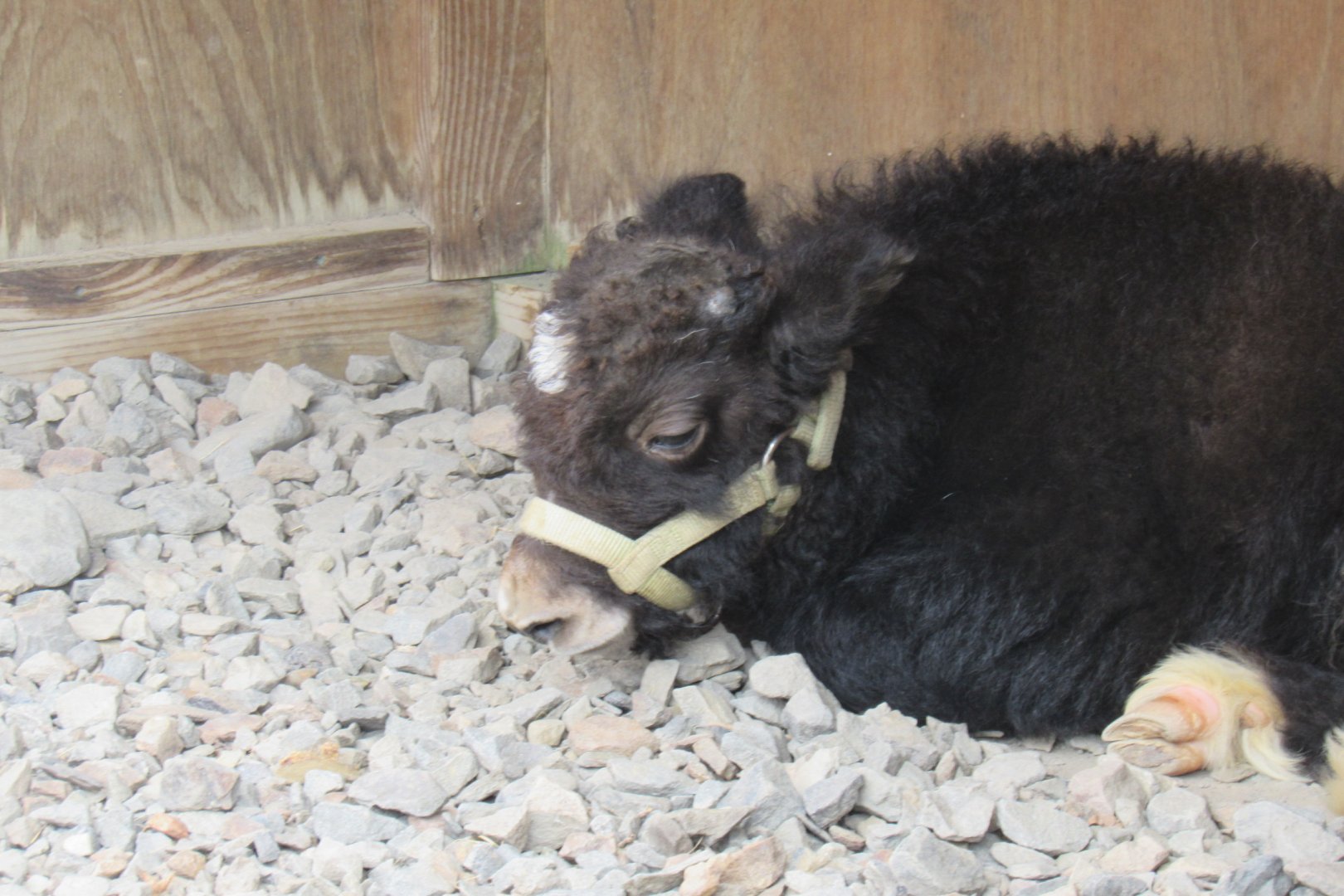 baby yak