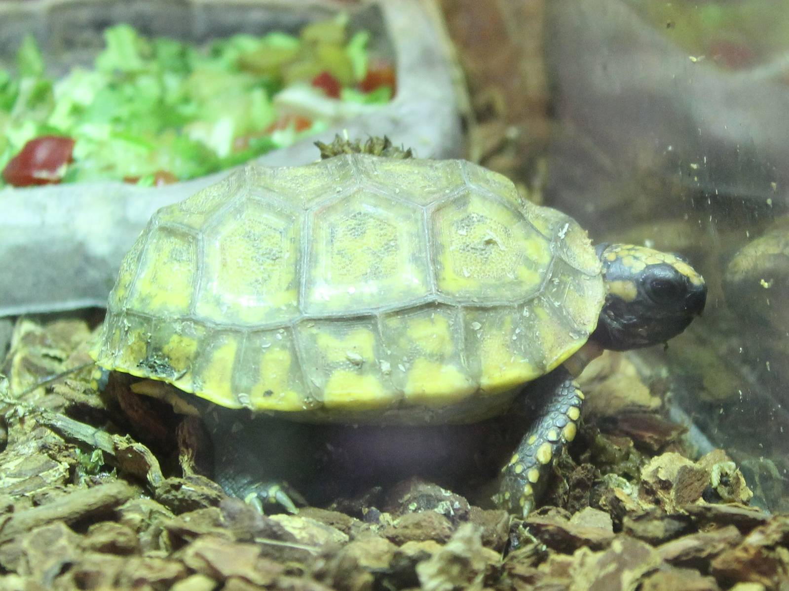 Baby Yellow-footed tortoise