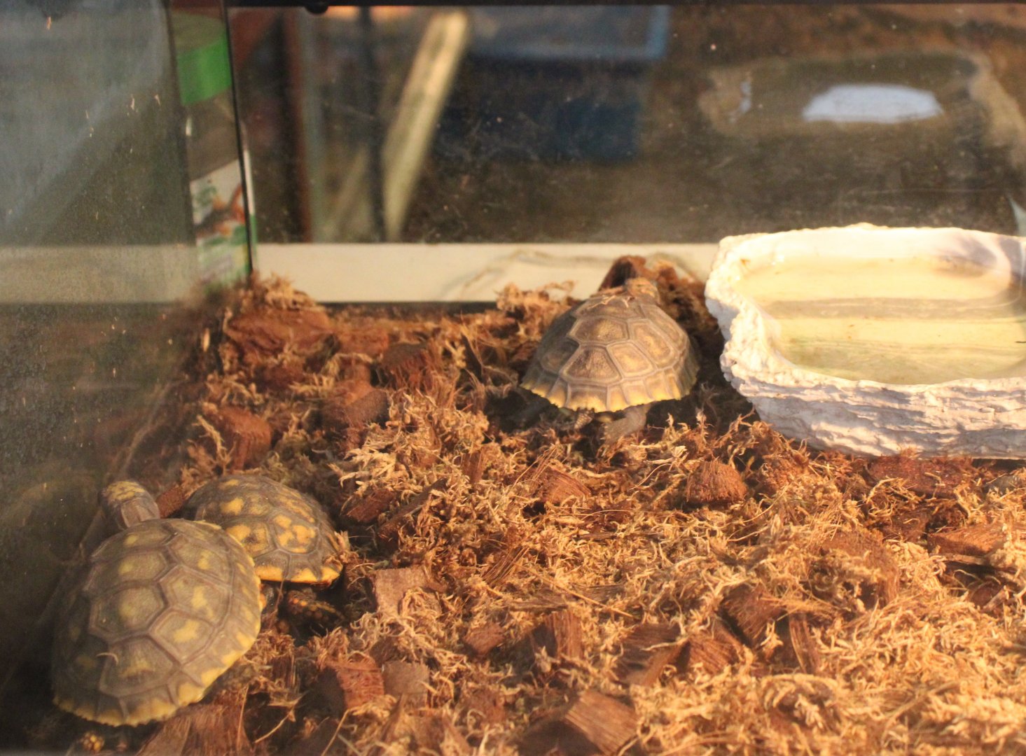 Baby Yellow-footed tortoises