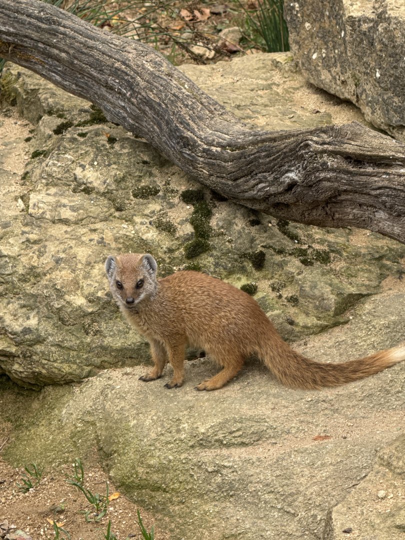 Baby Yellow Mongoose