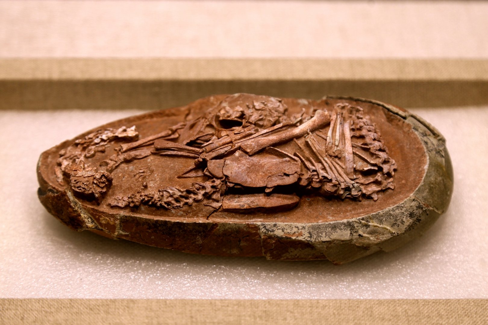 Baby Yingliang (YLSNHM 01266)