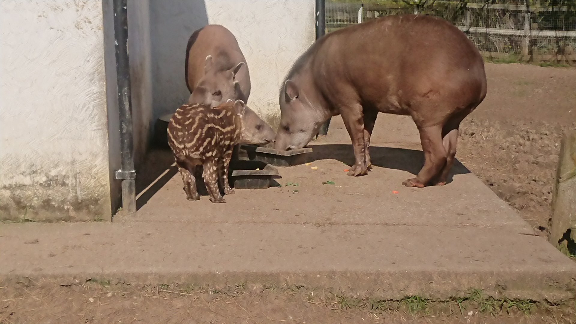 Baby, younger big brother &, mum 22/3/20