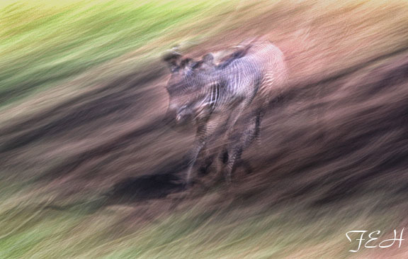 baby zebra running