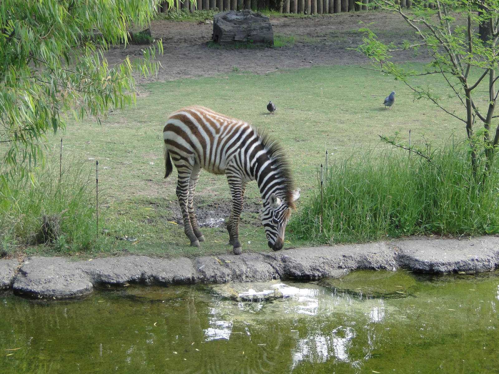 Baby Zebra