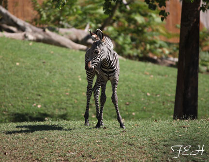 baby zebra