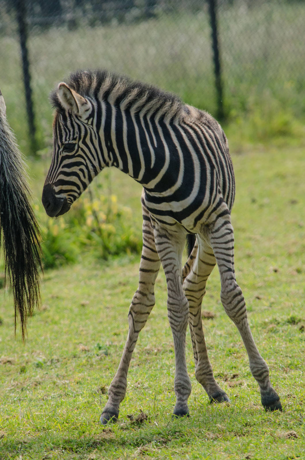 Baby Zebra