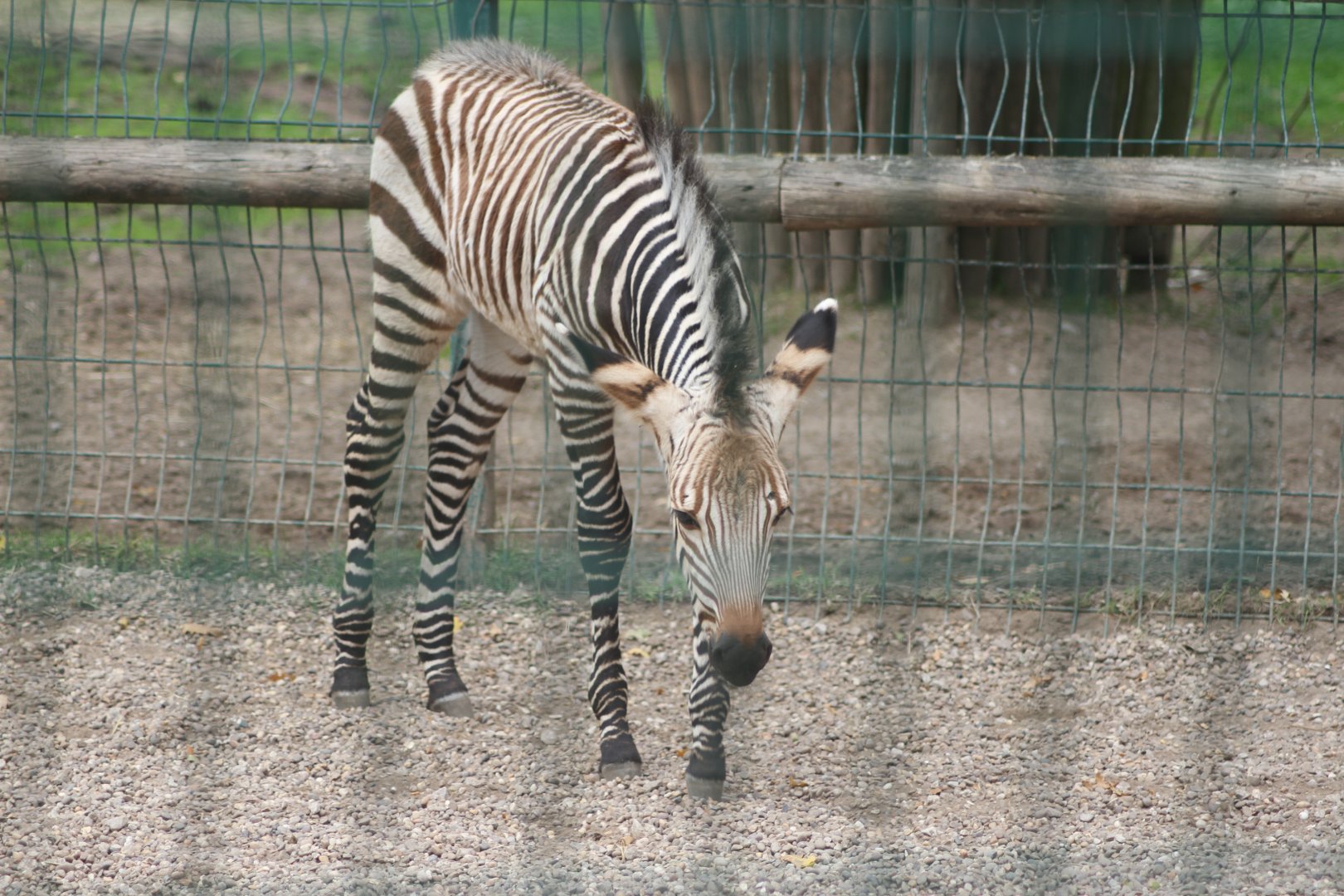 Baby Zebra