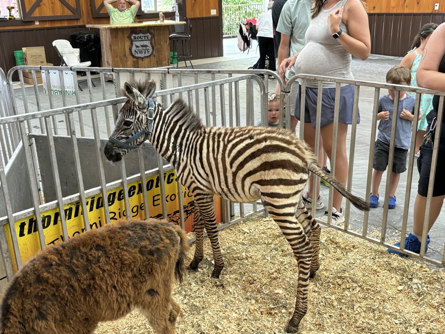 Baby Zebra