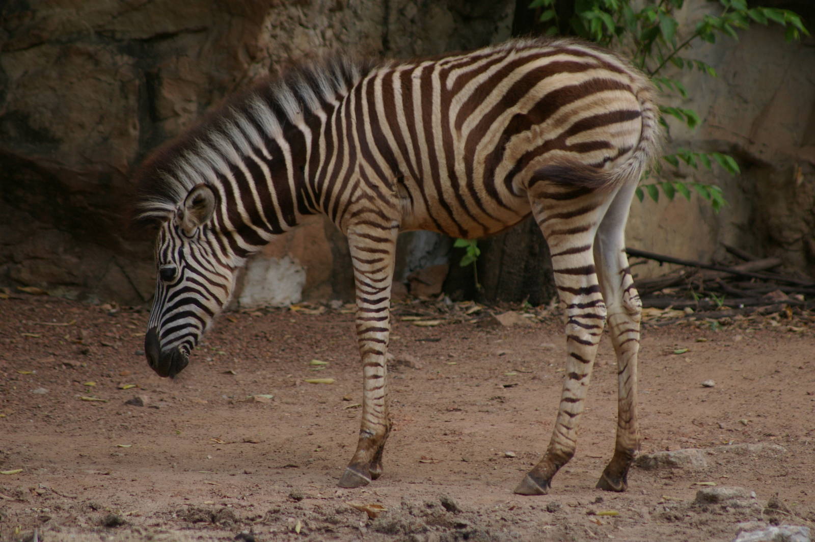 baby zebra