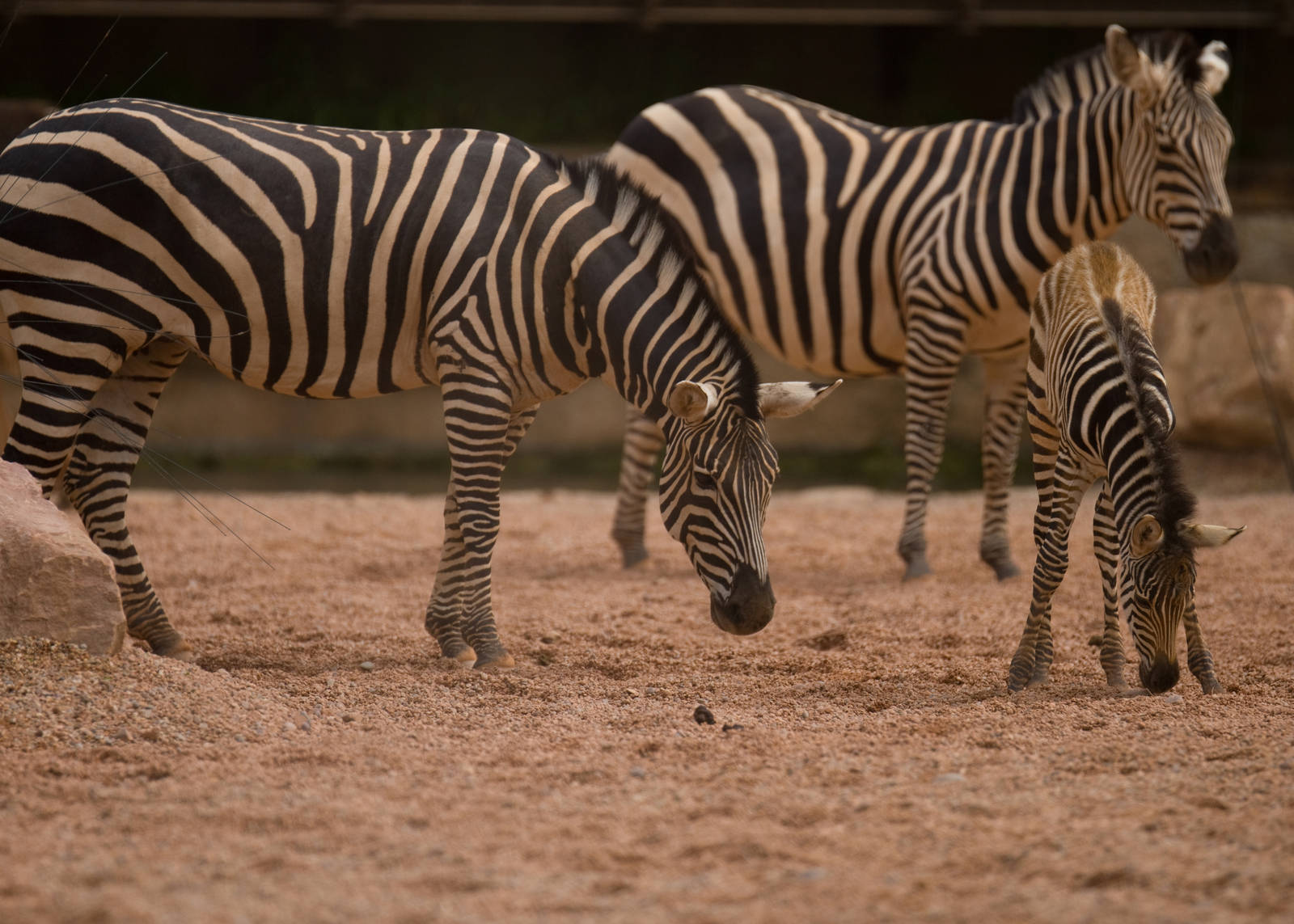 Baby Zebras
