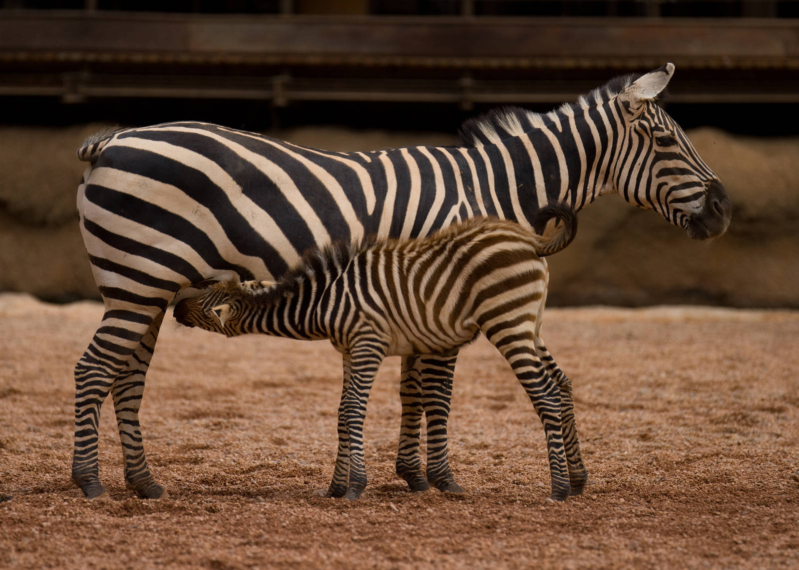 Baby Zebras