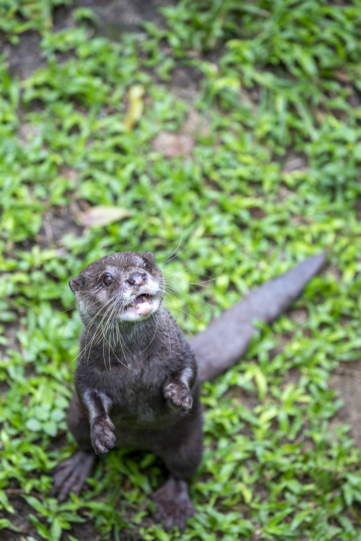 Baby Zoo: Asian small-clawed otter (Aonyx cinereus)