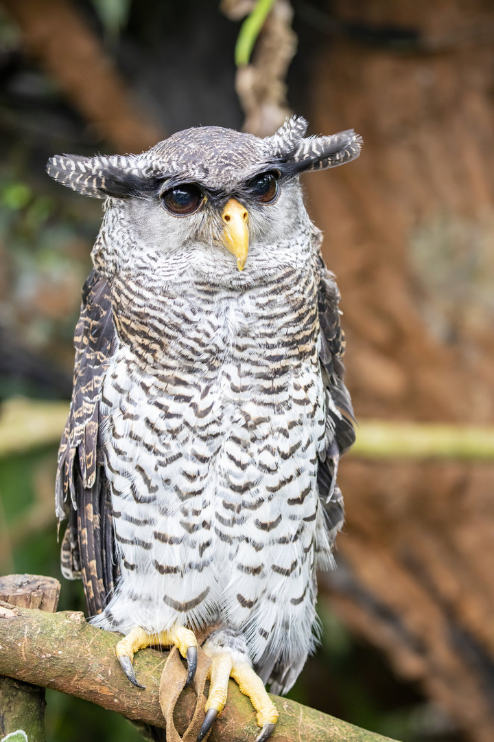 Baby zoo: barred eagle-owl (Bubo sumatranus)