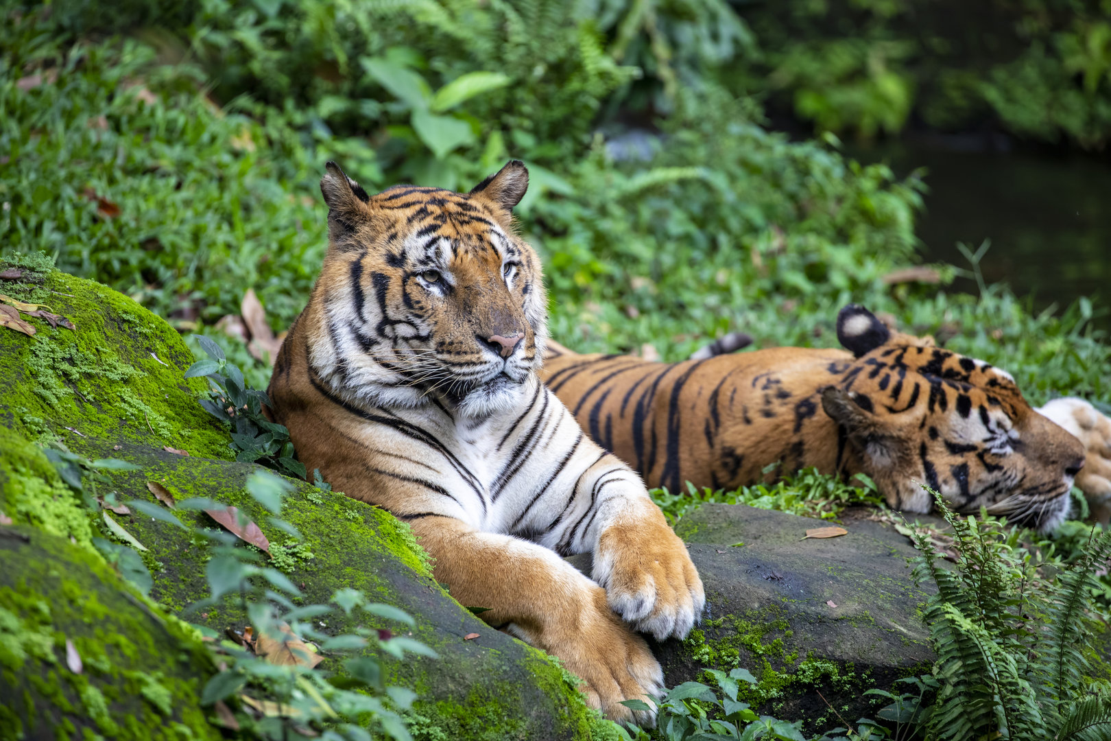 Baby Zoo: Bengal tiger (Panthera tigris tigris)