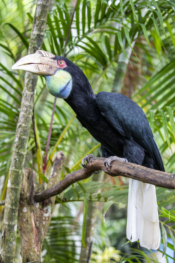 Baby Zoo: The wreathed hornbill (Rhyticeros undulatus) - Female