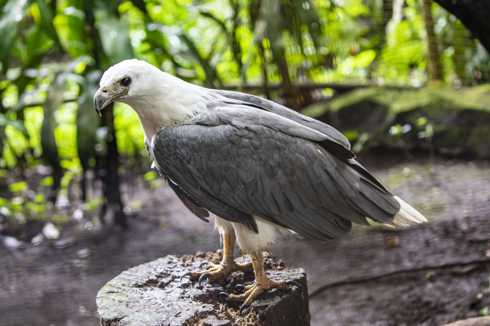 Baby zoo: white-bellied sea eagle (Haliaeetus leucogaster)
