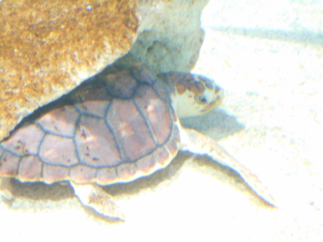 baby_loggerhead_sea_turtle