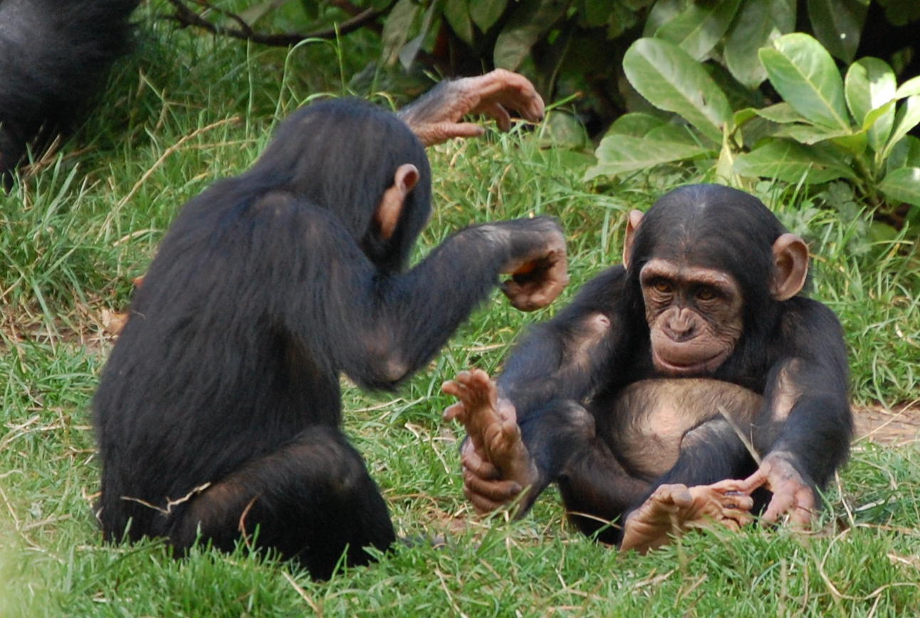 BabyChimps2