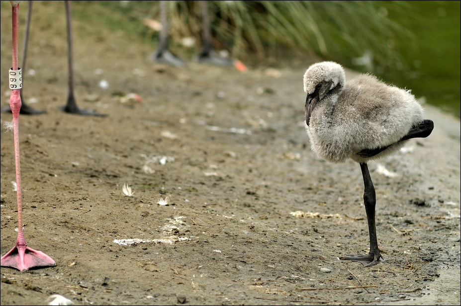 Babyfamlingo at Dählhölzli zoo