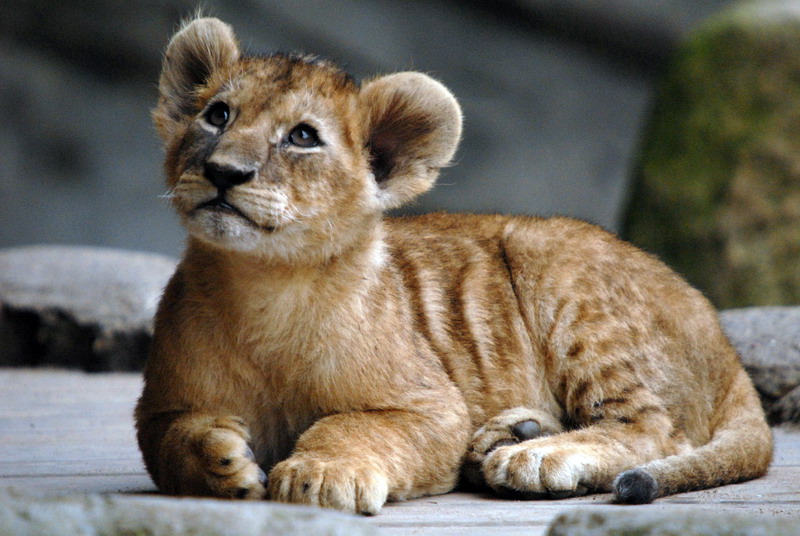 Babylion at Hagenbeck, Hamburg