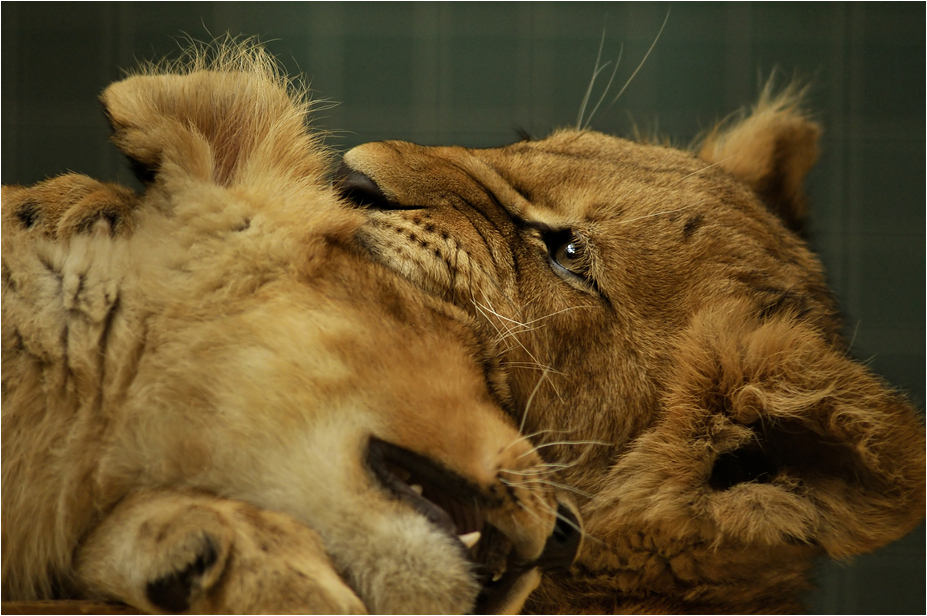 Babylions at Berlin Zoo