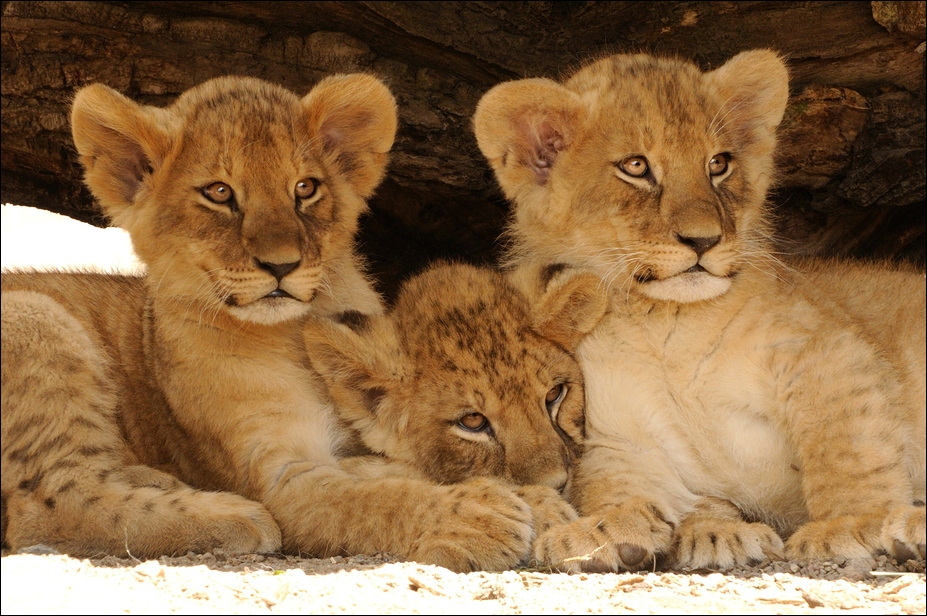 Babylions at Hamburg