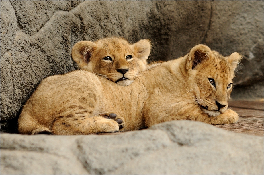 Babylions at Hamburg