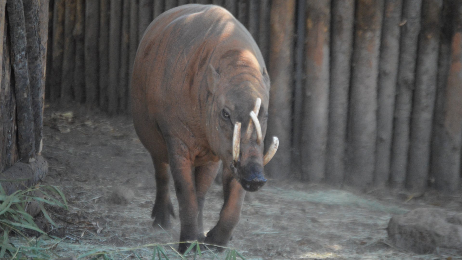 Babyrousa celebensis