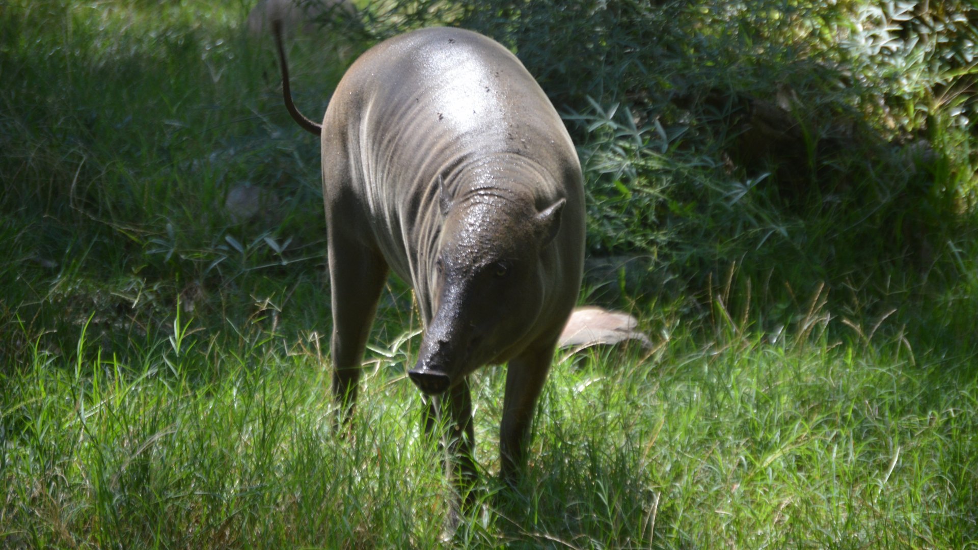 Babyrousa celebensis
