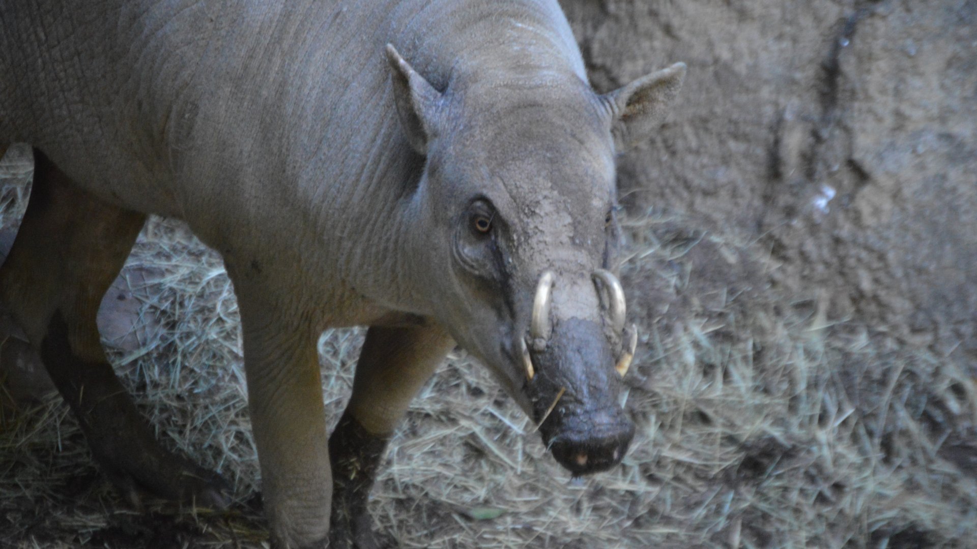 Babyrousa celebensis