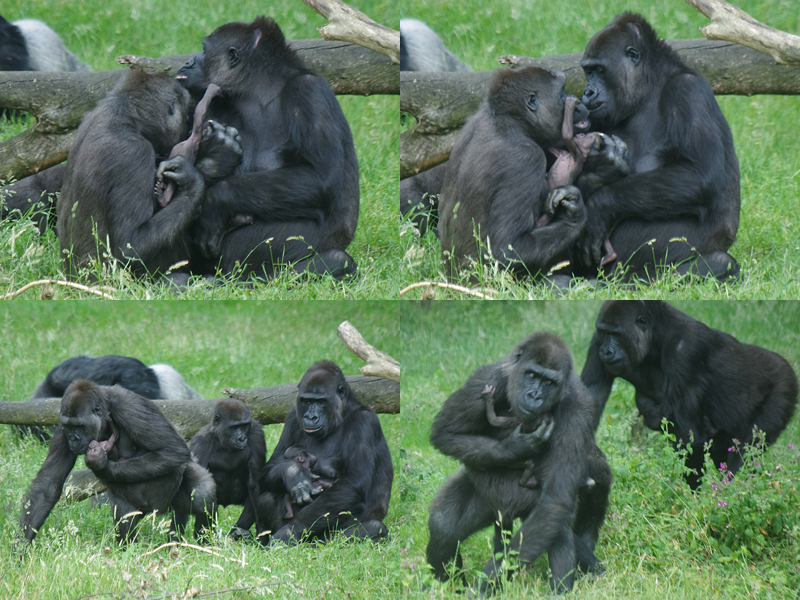 Babysitter Shaila 26-06-2013