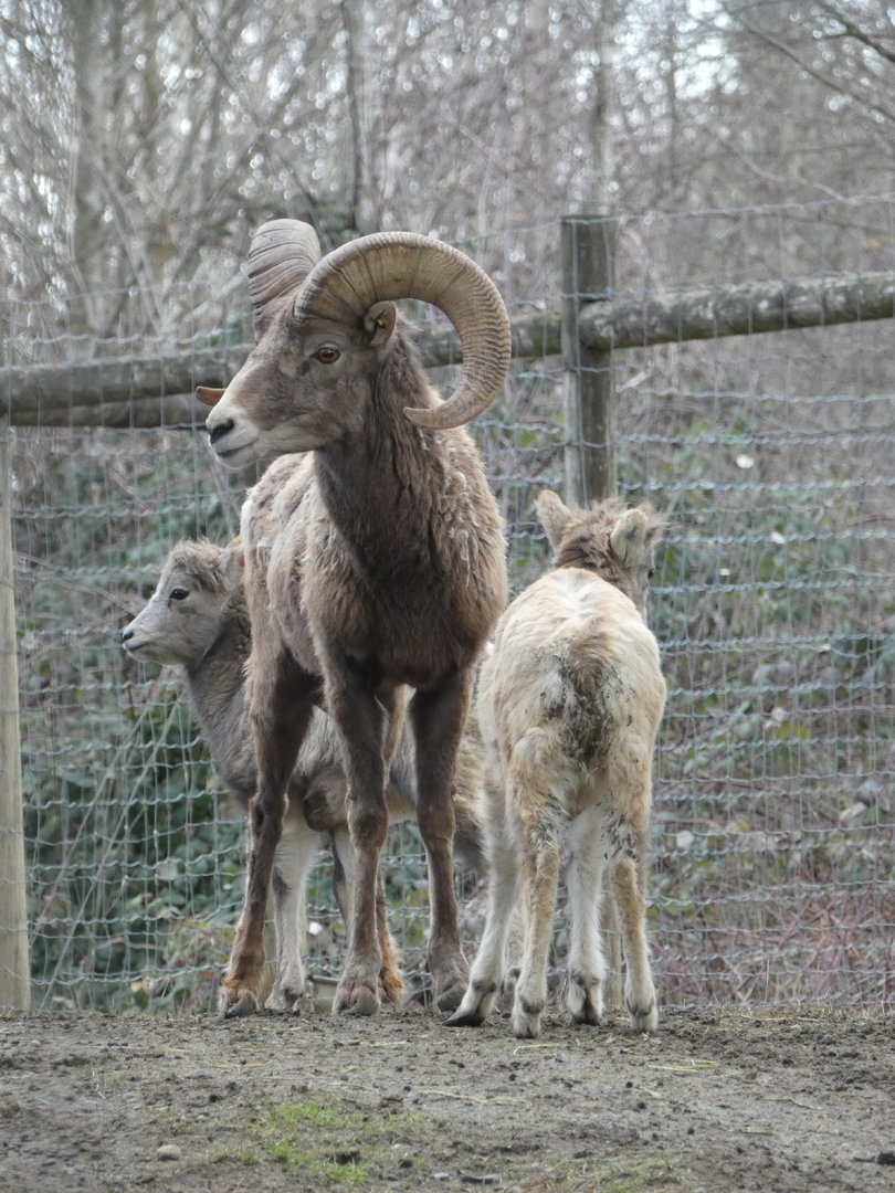 Babysitting (Bighorn sheep)