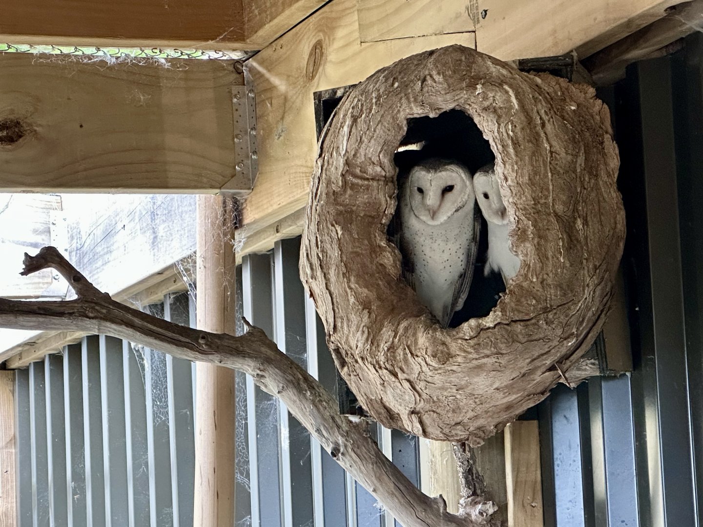 Bacchus and Athena (Barn Owls)