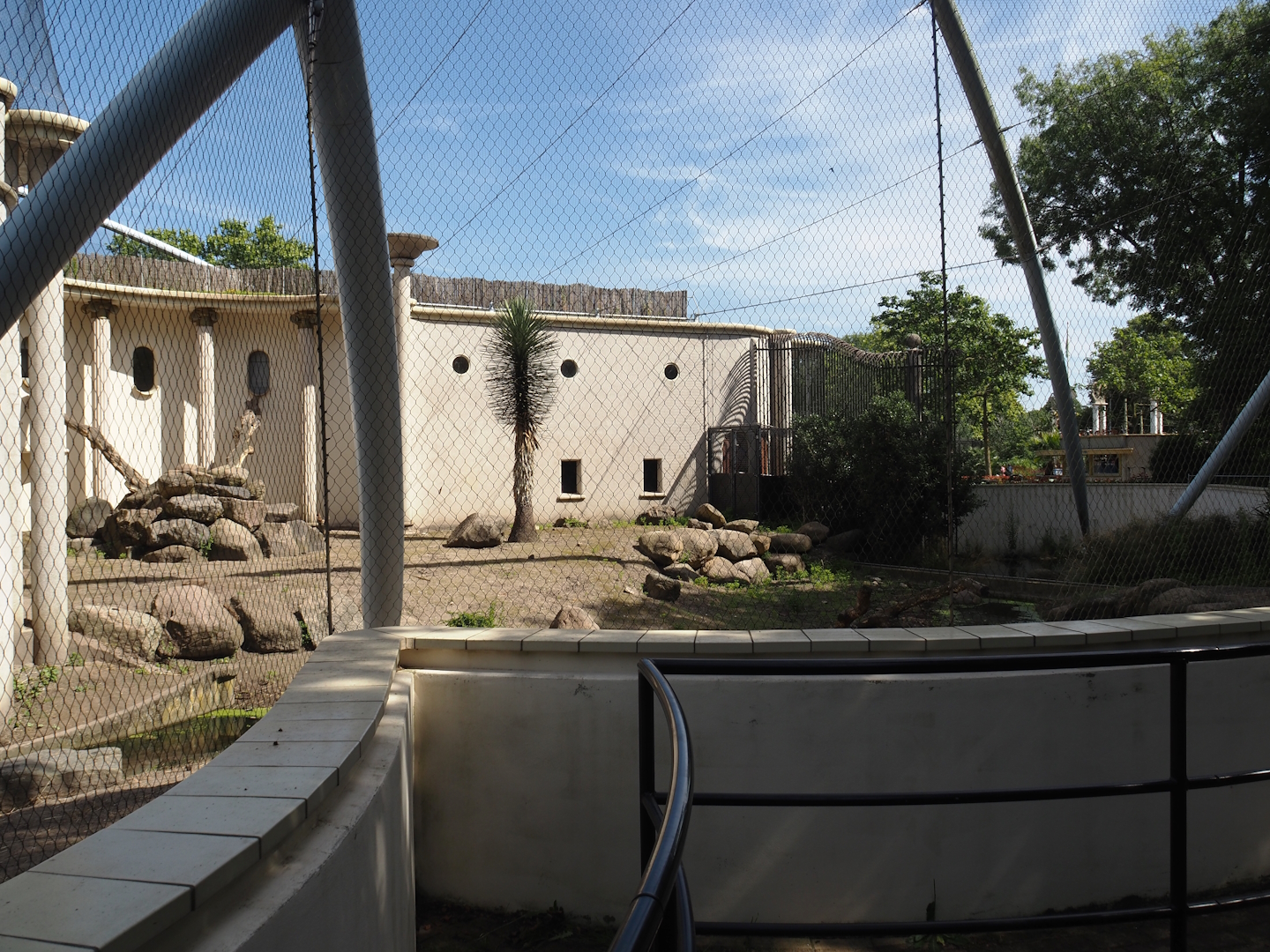 Bachelor gelada group exhibit, 2024-06-30