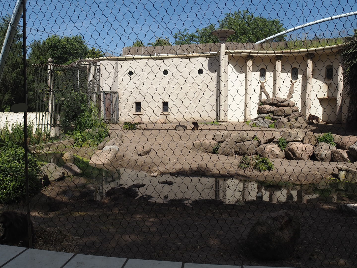 Bachelor gelada group exhibit, 2024-06-30