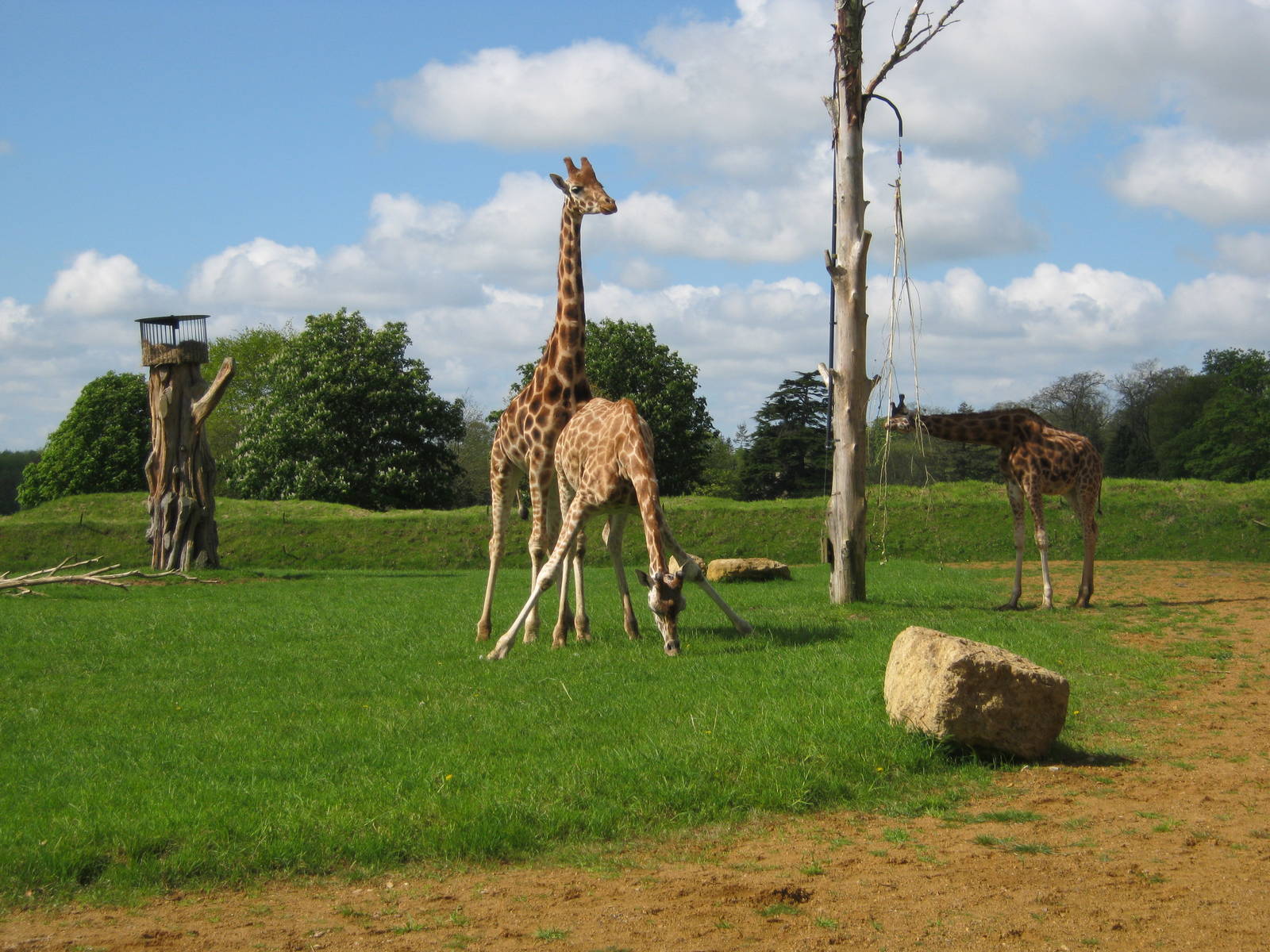 Bachelor Giraffe group 2012