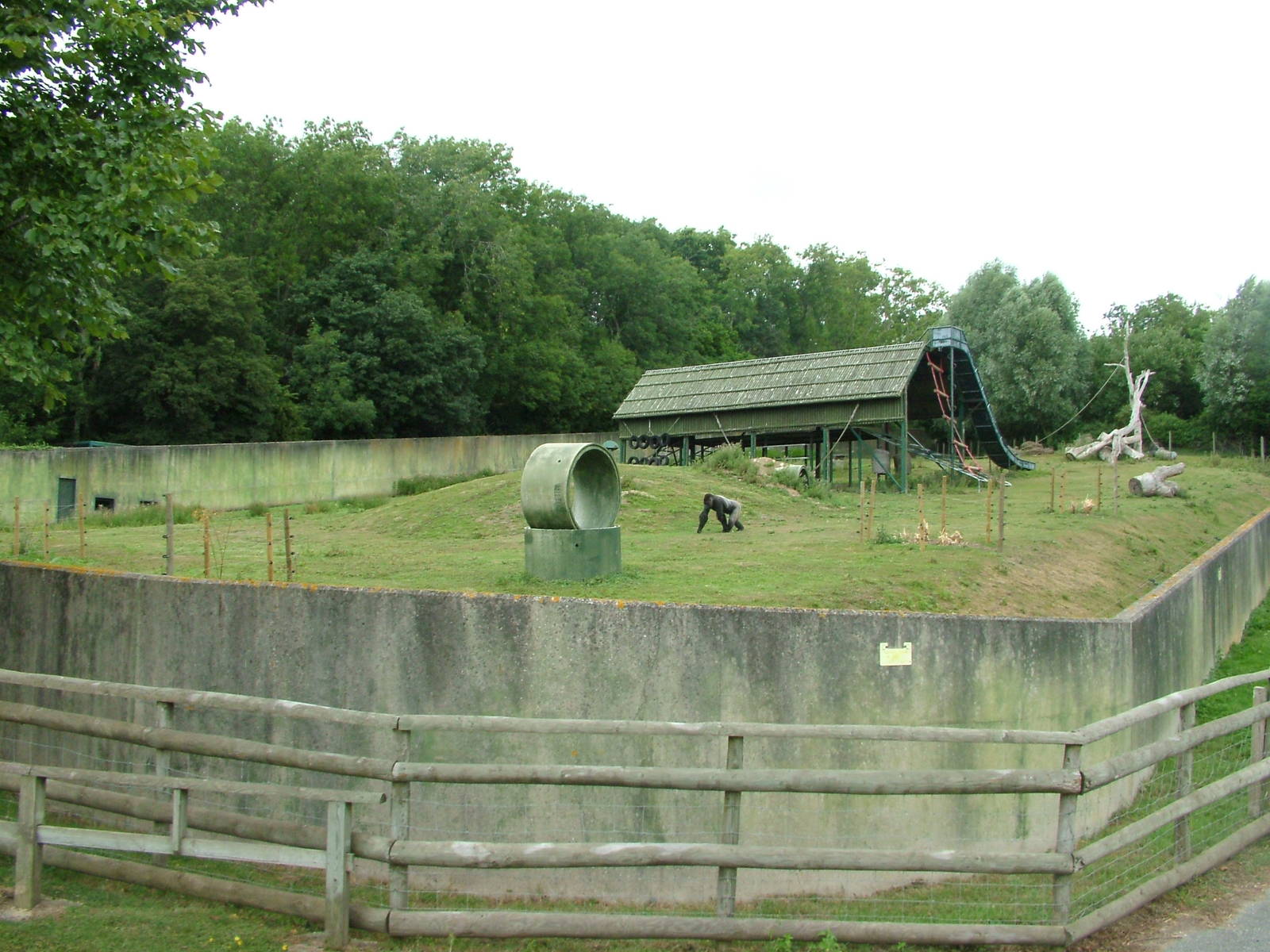Bachelor Gorilla Paddock at Port Lympne, 01/08/10
