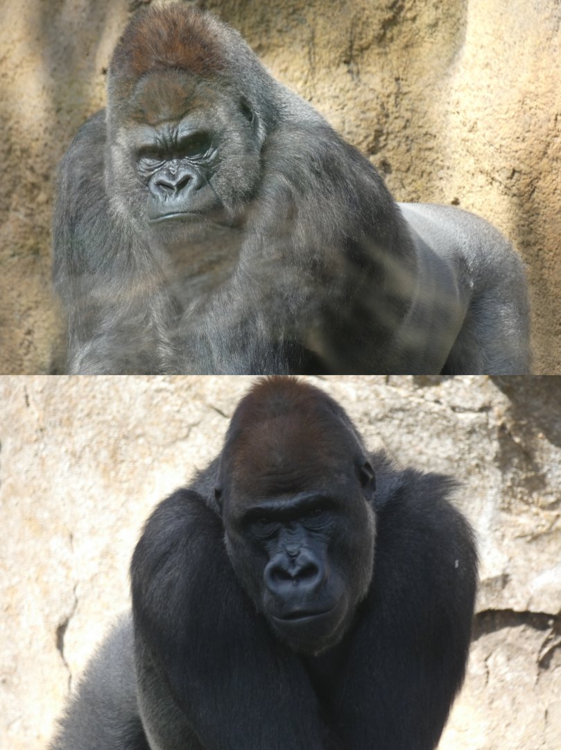 Bachelor Gorillas Jitu and Kabuli