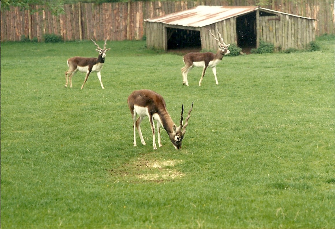 Bachelor group of Blackbuck 1985